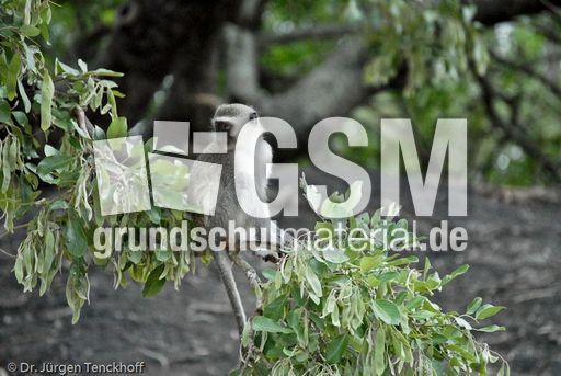 Grüne Meerkatzen (3 von 67).jpg